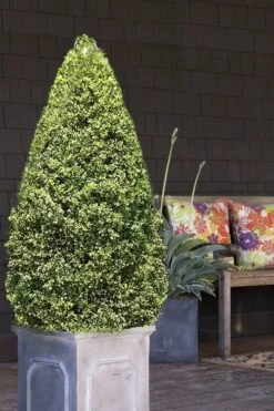 Variegated Boxwood (Buxus Sempervirens 'Aureovariegata') - 2 Gallon Pot - SALE -Garden Plant Seeds boxwood variegated cone 2 2