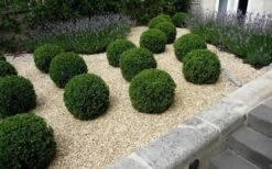 Baby Gem Boxwood - 3 Gallon Pot -Garden Plant Seeds boxwoodbabygem 2