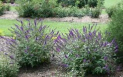 Lo & Behold Blue Chip Junior Butterfly Bush - 5 Pack Of Quart Pots -Garden Plant Seeds buddleia blue chip junior butterfly bush 2