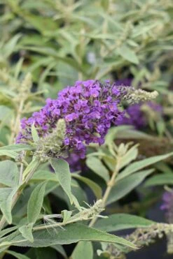 Lo & Behold Blue Chip Junior Butterfly Bush - 5 Pack Of Quart Pots -Garden Plant Seeds buddleia blue chip junior butterfly bush 8