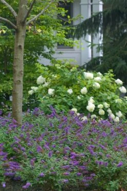 Lo & Behold Blue Chip Junior Butterfly Bush - 5 Pack Of Quart Pots -Garden Plant Seeds buddleia blue chip junior butterfly bush 9