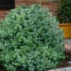 Gordo Boxwood - 5 Pack Of Quart Pots -Garden Plant Seeds buxus gordo boxwood 1 1