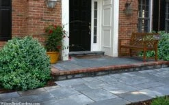 Gordo Boxwood - 5 Pack Of Quart Pots -Garden Plant Seeds buxus gordo boxwood 2 1