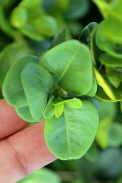 Gordo Boxwood - 6 Pack Of 1 Gallon Pots -Garden Plant Seeds buxus gordo boxwood 3