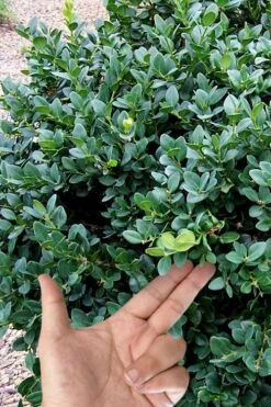 Gordo Boxwood - 6 Pack Of 1 Gallon Pots -Garden Plant Seeds buxus gordo boxwood 4