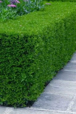 Gordo Boxwood - 6 Pack Of 1 Gallon Pots -Garden Plant Seeds buxus gordo boxwood 5