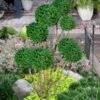 Green Mountain Boxwood Pom Pom Topiary - 7 Gallon Pot -Garden Plant Seeds buxus green mountain boxwood pom pom topiary 2