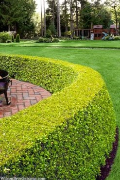 Golden Triumph Variegated Dwarf Boxwood - 6 Pack Of 1 Gallon Pots -Garden Plant Seeds buxus microphylla golden triumph boxwood hedge 2