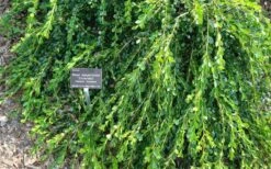 Unraveled Weeping Boxwood - 3 Gallon Pot -Garden Plant Seeds buxus microphylla japonica unraveled boxwood 4