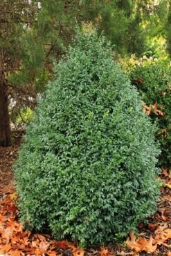 John Baldwin Boxwood - 1 Gallon Pot -Garden Plant Seeds buxus microphylla john baldwin boxwood 6