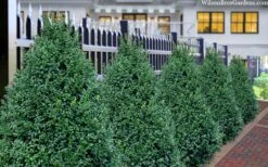 John Baldwin Pyramidal Boxwood - 3 Gallon Pot -Garden Plant Seeds buxus microphylla john baldwin boxwood 8 1