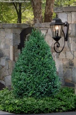 John Baldwin Pyramidal Boxwood - 3 Gallon Pot -Garden Plant Seeds buxus microphylla john baldwin boxwood 9 1