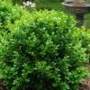 Little Missy Dwarf Boxwood - 7 Gallon Pot -Garden Plant Seeds buxus microphylla little missy dwarf boxwood 1 1