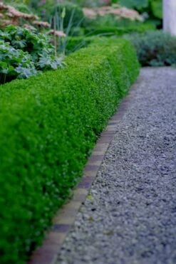 Little Missy Dwarf Boxwood - 3 Gallon Pot -Garden Plant Seeds buxus microphylla little missy dwarf boxwood 3 2
