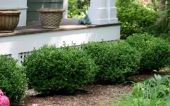 Little Missy Dwarf Boxwood - 3 Gallon Pot -Garden Plant Seeds buxus microphylla little missy dwarf boxwood 5 2