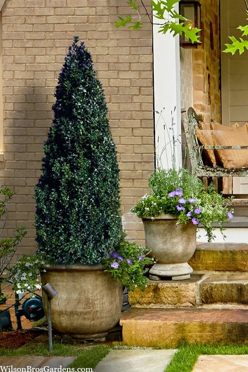 Arctic Emerald Columnar Boxwood - 6 Pack Of 1 Gallon Pots 3 Arctic Emerald Columnar Boxwood - 6 Pack Of 1 Gallon Pots