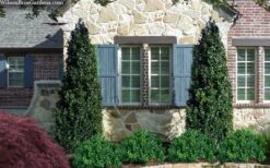 Arctic Emerald Columnar Boxwood - 6 Pack Of 1 Gallon Pots 12 Arctic Emerald Columnar Boxwood - 6 Pack Of 1 Gallon Pots -Garden Plant Seeds buxus sempervirens arctic emerald boxwood 103