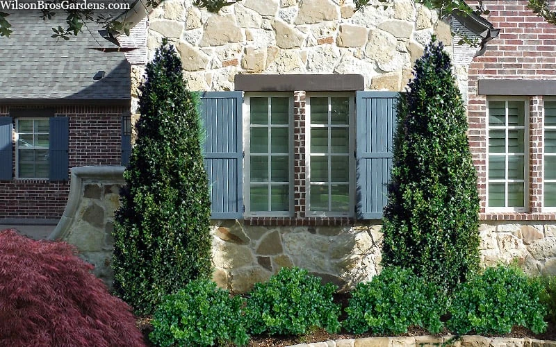 Arctic Emerald Columnar Boxwood - 6 Pack Of 1 Gallon Pots 6 Arctic Emerald Columnar Boxwood - 6 Pack Of 1 Gallon Pots - Image 4