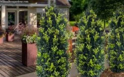 Arctic Emerald Columnar Boxwood - 6 Pack Of 1 Gallon Pots 13 Arctic Emerald Columnar Boxwood - 6 Pack Of 1 Gallon Pots -Garden Plant Seeds buxus sempervirens arctic emerald boxwood 105