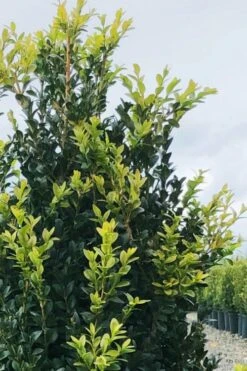 Arctic Emerald Columnar Boxwood - 6 Pack Of 1 Gallon Pots 14 Arctic Emerald Columnar Boxwood - 6 Pack Of 1 Gallon Pots -Garden Plant Seeds buxus sempervirens arctic emerald boxwood 12