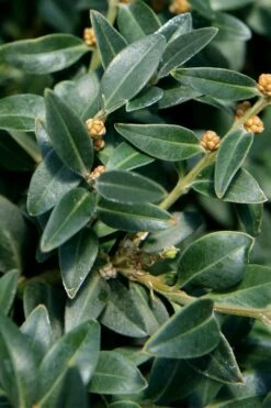 Arctic Emerald Columnar Boxwood - 6 Pack Of 1 Gallon Pots 15 Arctic Emerald Columnar Boxwood - 6 Pack Of 1 Gallon Pots -Garden Plant Seeds buxus sempervirens arctic emerald boxwood 16