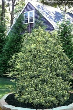 Golden Weeping Boxwood (Buxus Sempervirens 'Aurea Pendula') - 1 Gallon Pot -Garden Plant Seeds buxus sempervirens aurea pendula variegated weeping boxwood 3