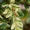 Golden Weeping Boxwood (Buxus Sempervirens 'Aurea Pendula') - 1 Gallon Pot -Garden Plant Seeds buxus sempervirens aurea pendula variegated weeping boxwood 5