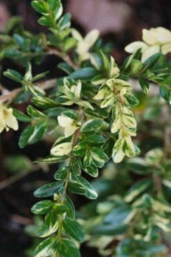 Golden Weeping Boxwood (Buxus Sempervirens 'Aurea Pendula') - 1 Gallon Pot -Garden Plant Seeds buxus sempervirens aurea pendula variegated weeping boxwood 6