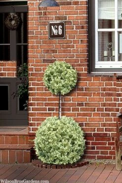 Variegated Boxwood 2-Ball Poodle Tier Topiary - 5 Gallon Pot 11 Variegated Boxwood 2-Ball Poodle Tier Topiary - 5 Gallon Pot -Garden Plant Seeds buxus sempervirens aureovariegata boxwood 2 ball poodle tier 8