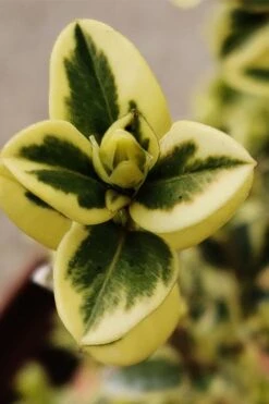 Variegated Boxwood (Buxus Sempervirens 'Aureovariegata') - 5 Gallon Pot -Garden Plant Seeds buxus sempervirens aureovariegata variegated boxwood 1