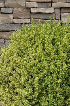 Variegated Boxwood (Buxus Sempervirens 'Aureovariegata') - 2 Gallon Pot - SALE -Garden Plant Seeds buxus sempervirens aureovariegata variegated boxwood 10 2