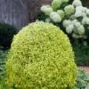Variegated Boxwood (Buxus Sempervirens 'Aureovariegata') - 2 Gallon Pot - SALE 1 Variegated Boxwood (Buxus Sempervirens 'Aureovariegata') - 2 Gallon Pot - SALE -Garden Plant Seeds buxus sempervirens aureovariegata variegated boxwood 5 2
