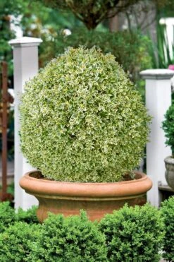 Elegans Variegated Boxwood - Buxus Sempervirens 'Elegantissima' - 2 Gallon Pot -Garden Plant Seeds buxus sempervirens elegantissima variegated boxwood 101