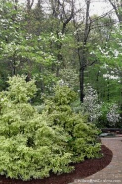 Elegans Variegated Boxwood - Buxus Sempervirens 'Elegantissima' - 2 Gallon Pot -Garden Plant Seeds buxus sempervirens elegantissima variegated boxwood 102