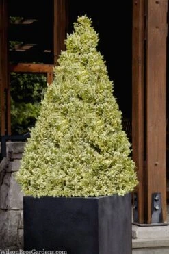 Elegans Variegated Boxwood - Buxus Sempervirens 'Elegantissima' - 2 Gallon Pot -Garden Plant Seeds buxus sempervirens elegantissima variegated boxwood 105