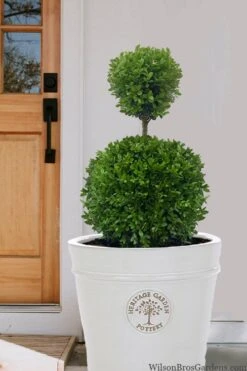 Dwarf English Boxwood Two-Ball Poodle Tier Topiary - 3 Gallon Pot 10 Dwarf English Boxwood Two-Ball Poodle Tier Topiary - 3 Gallon Pot -Garden Plant Seeds buxus sempervirens suffriticosa standard two ball topiary boxwood 5