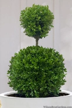 Dwarf English Boxwood Two-Ball Poodle Tier Topiary - 3 Gallon Pot 11 Dwarf English Boxwood Two-Ball Poodle Tier Topiary - 3 Gallon Pot -Garden Plant Seeds buxus sempervirens suffruticosa standard two ball topiary boxwood 10