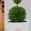 Dwarf English Boxwood Two-Ball Poodle Tier Topiary - 3 Gallon Pot -Garden Plant Seeds buxus sempervirens suffruticosa standard two ball topiary boxwood 4