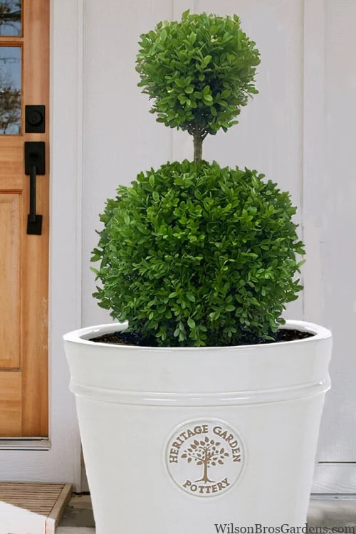 Dwarf English Boxwood Two-Ball Poodle Tier Topiary - 3 Gallon Pot 3 Dwarf English Boxwood Two-Ball Poodle Tier Topiary - 3 Gallon Pot