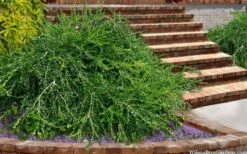 Unraveled Weeping Boxwood - 3 Gallon Pot -Garden Plant Seeds buxus sempervirens unraveled weeping boxwood 15