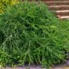 Unraveled Weeping Boxwood - 3 Gallon Pot -Garden Plant Seeds buxus sempervirens unraveled weeping boxwood 16