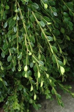 Unraveled Weeping Boxwood - 3 Gallon Pot -Garden Plant Seeds buxus sempervirens unraveled weeping boxwood 5