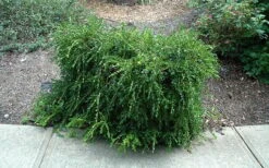 Unraveled Weeping Boxwood - 3 Gallon Pot -Garden Plant Seeds buxus sempervirens unraveled weeping boxwood 7