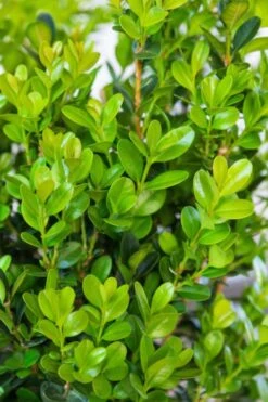 Winterstar Boxwood - 1 Gallon Pot -Garden Plant Seeds buxus winterstar boxwood 1 1