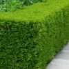 Winterstar Boxwood - 1 Gallon Pot -Garden Plant Seeds buxus winterstar boxwood 2 1