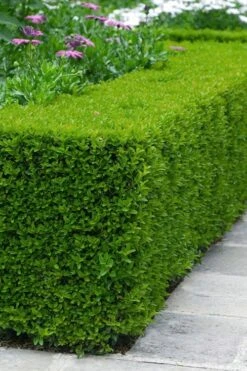 Winterstar Boxwood - 1 Gallon Pot