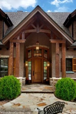 Winterstar Boxwood - 2 Gallon Pot -Garden Plant Seeds buxus winterstar boxwood 3