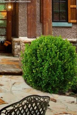 Winterstar Boxwood - 2 Gallon Pot -Garden Plant Seeds buxus winterstar boxwood 4