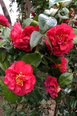 Turandot Camellia Japonica - 3 Gallon Pot -Garden Plant Seeds caellia turandot 20