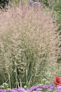 Avalanche Feather Reed Grass (Calamagrostis) - 3 Gallon Pot -Garden Plant Seeds calamagrostis x acutiflora avalanche feather reed grass 4